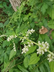 Artemisia lactiflora