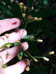 Vernonia flaccidifolia