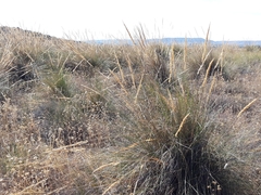 Macrochloa tenacissima