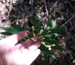 Vernonia flaccidifolia