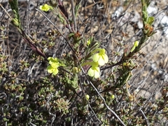 Odontites longiflorus