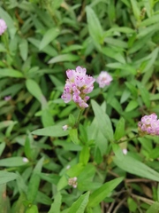 Persicaria criopolitana