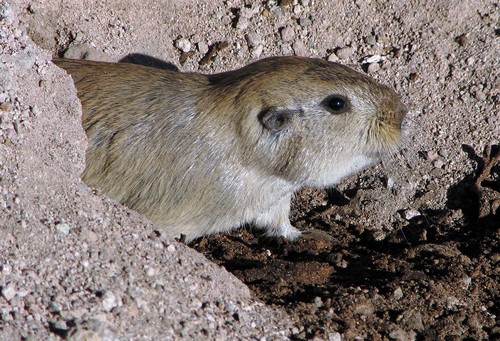 Tawny Tuco-tuco