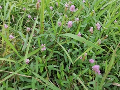 Persicaria criopolitana