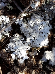 Acarospora placodiiformis