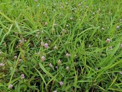 Persicaria criopolitana