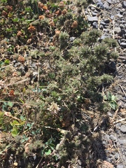 Navarretia intertexta