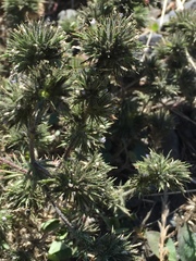 Navarretia intertexta