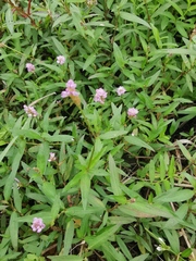 Persicaria criopolitana