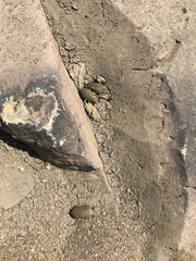 Hydrochoerus hydrochaeris