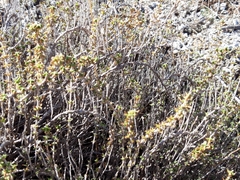 Thymus lacaitae