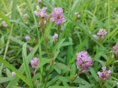 Persicaria criopolitana