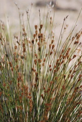 Hypodiscus aristatus