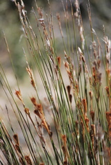 Hypodiscus aristatus