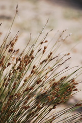 Hypodiscus aristatus