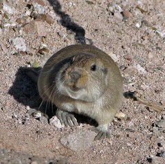 Ctenomys fulvus