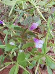Torenia anagallis