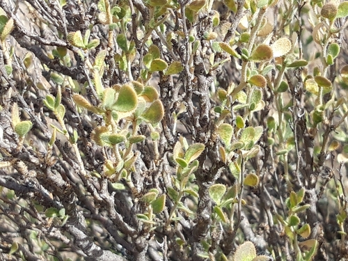 Vella pseudocytisus, photograph 5