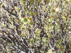 Vella pseudocytisus pseudocytisus