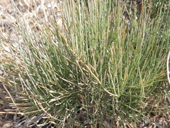 Ephedra major major