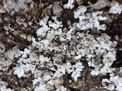 Acarospora placodiiformis