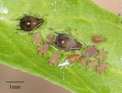 Cowpea Aphid photo 4