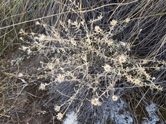 Centaurea hyssopifolia