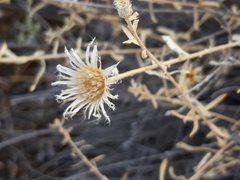 Centaurea hyssopifolia