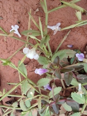 Torenia anagallis