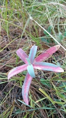 Euphorbia stepposa