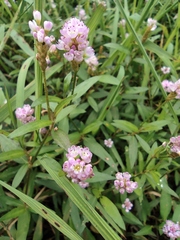 Persicaria criopolitana