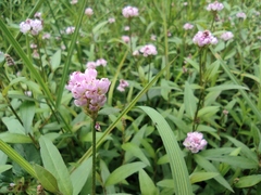 Persicaria criopolitana