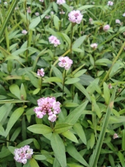 Persicaria criopolitana