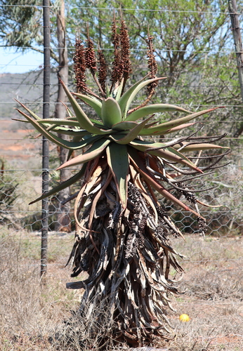 Image of Aloe africana by no rights reserved