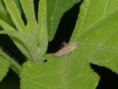 Graphocephala constricta