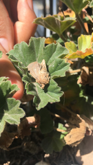Xestia xanthographa
