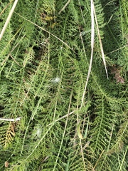 Achillea millefolium