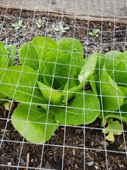 Lactuca sativa longifolia