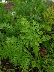 Daucus carota sativus