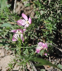 Oenothera canescens