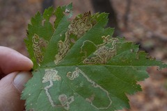 Stigmella oxyacanthella