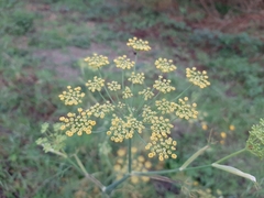 Foeniculum vulgare