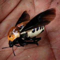 Augocoris gomesii