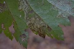Stigmella oxyacanthella