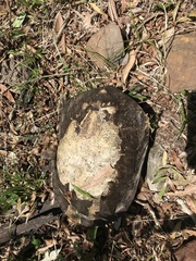 Hydromedusa tectifera