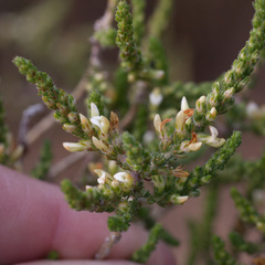 Aspalathus hispida hispida