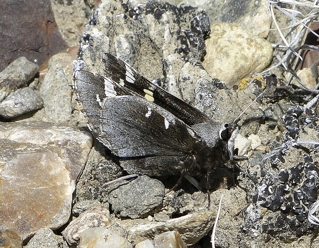 Yucca Giant-Skipper