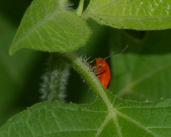 Disonycha discoidea