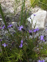Viola decumbens