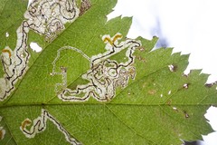 Stigmella oxyacanthella